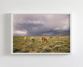 Grazing Before The Storm, Color Wild Horses