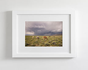 Grazing Before The Storm, Color Wild Horses