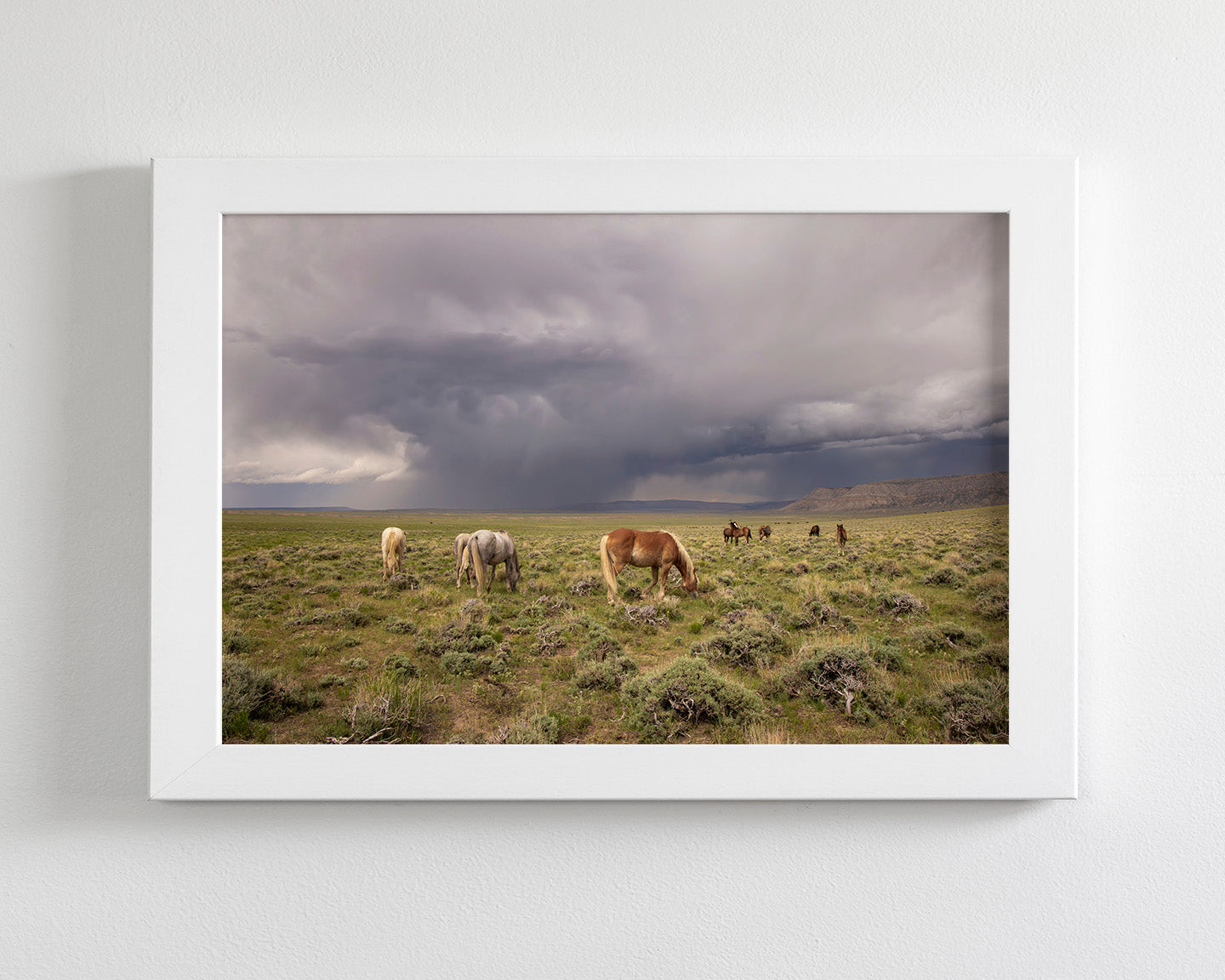 Grazing Before The Storm, Color Wild Horses