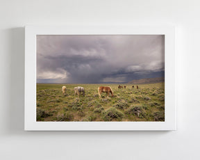 Grazing Before The Storm, Color Wild Horses