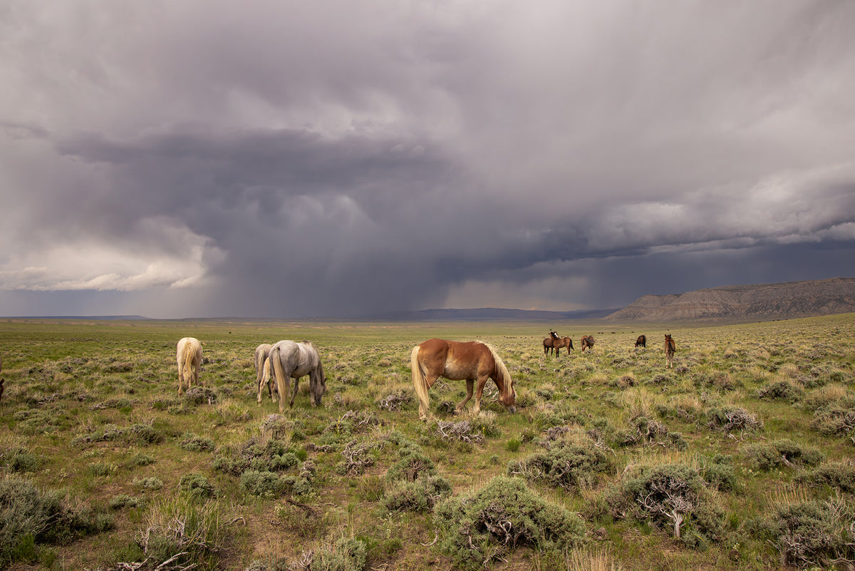Grazing Before The Storm, Color Wild Horses