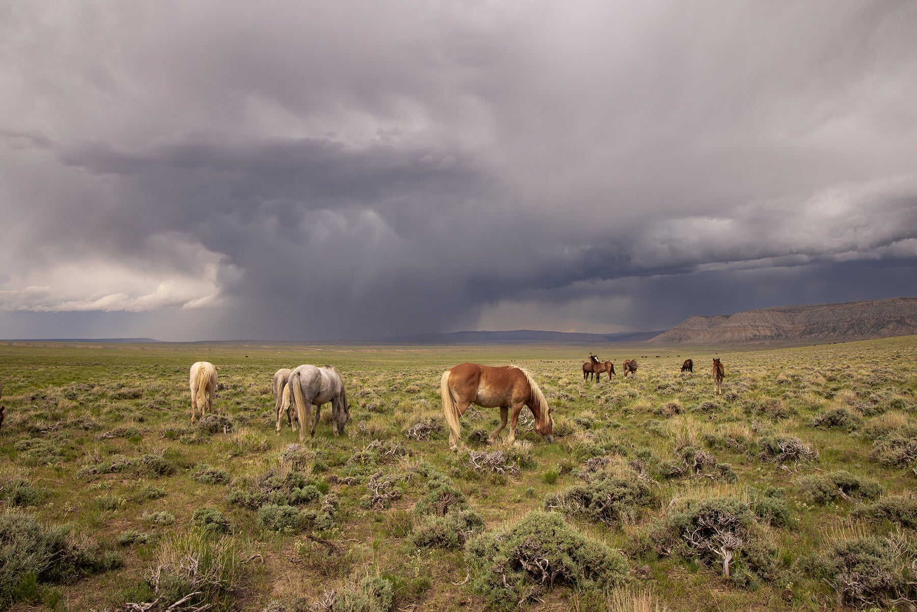 Grazing Before The Storm, Color Wild Horses
