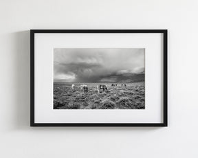 Grazing Before The Storm, Black and White Wild Horses