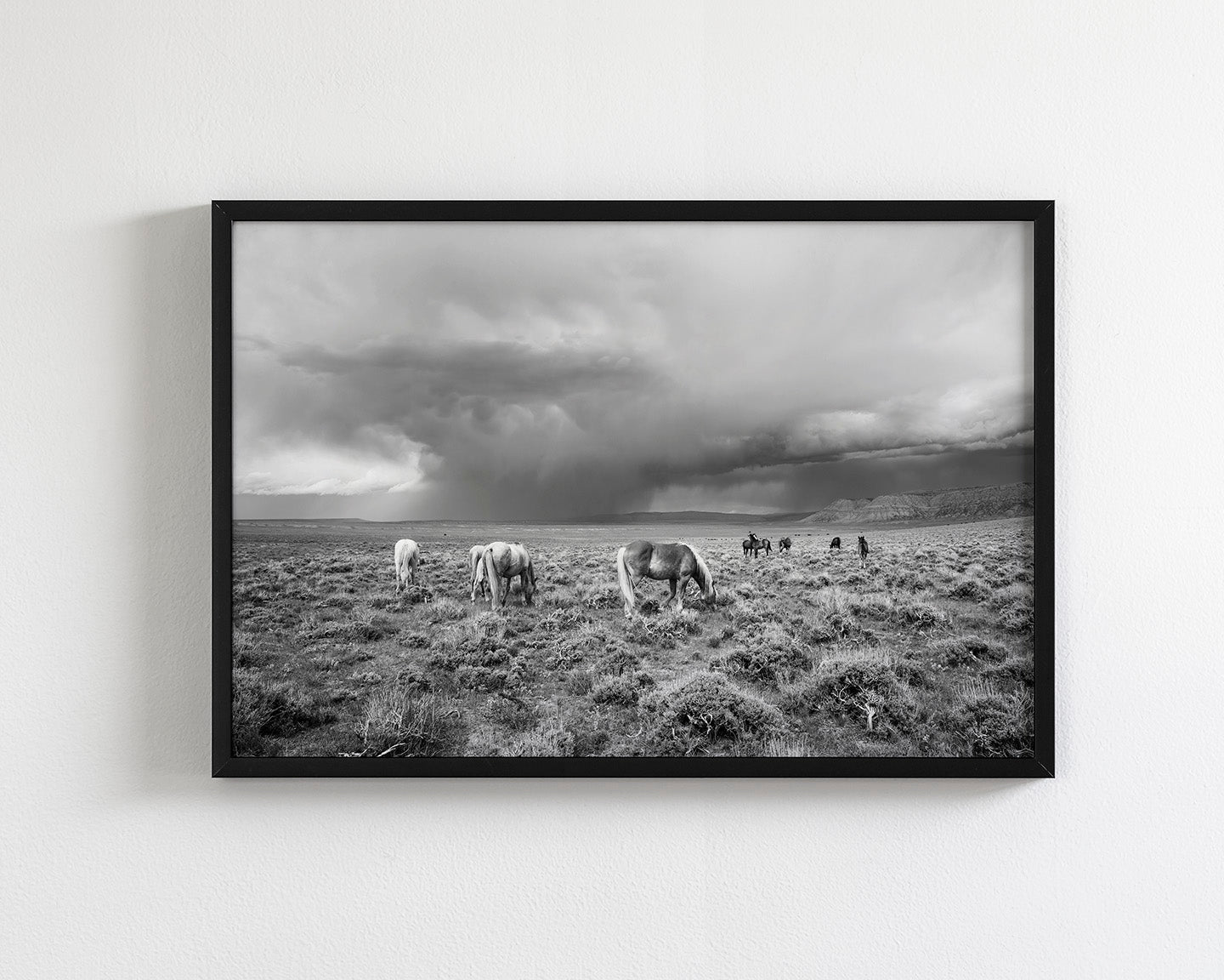 Grazing Before The Storm, Black and White Wild Horses