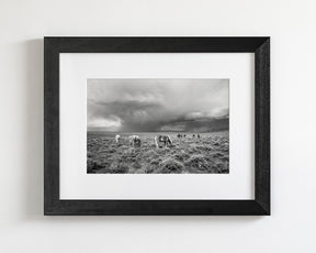 Grazing Before The Storm, Black and White Wild Horses