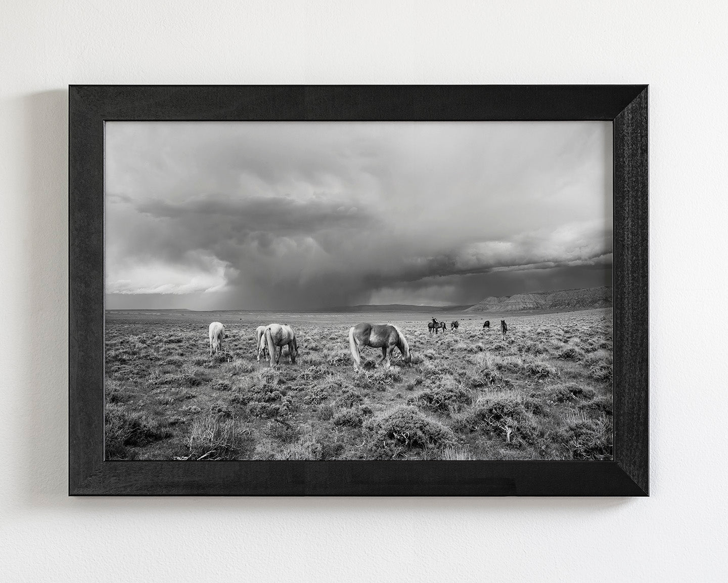 Grazing Before The Storm, Black and White Wild Horses