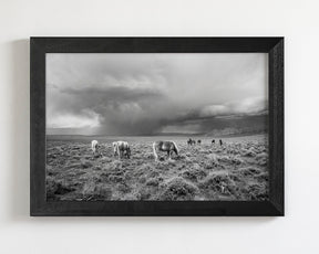 Grazing Before The Storm, Black and White Wild Horses