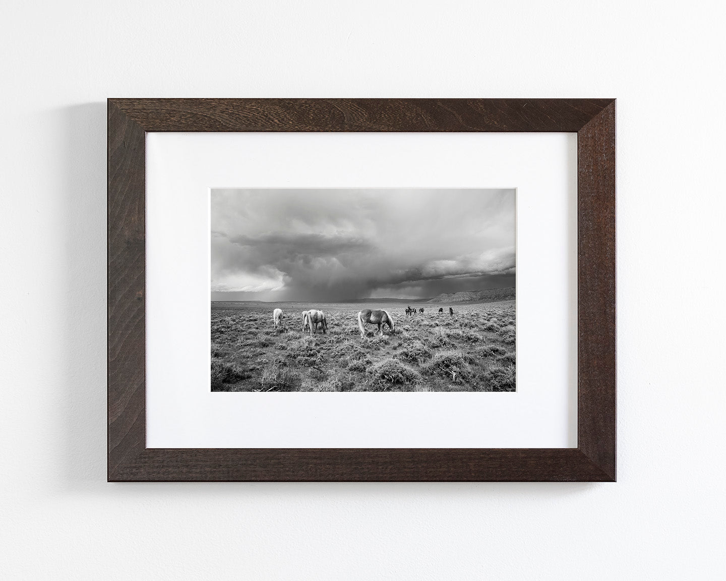Grazing Before The Storm, Black and White Wild Horses
