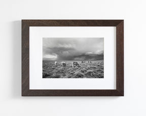 Grazing Before The Storm, Black and White Wild Horses
