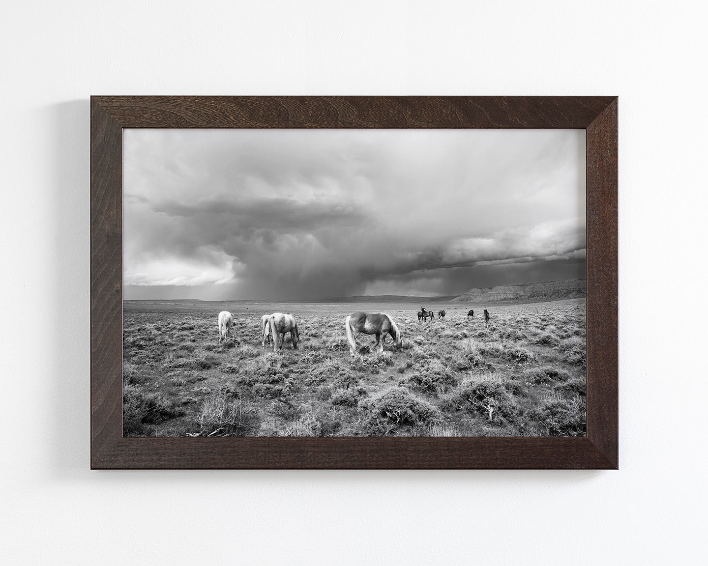 Grazing Before The Storm, Black and White Wild Horses