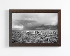 Grazing Before The Storm, Black and White Wild Horses