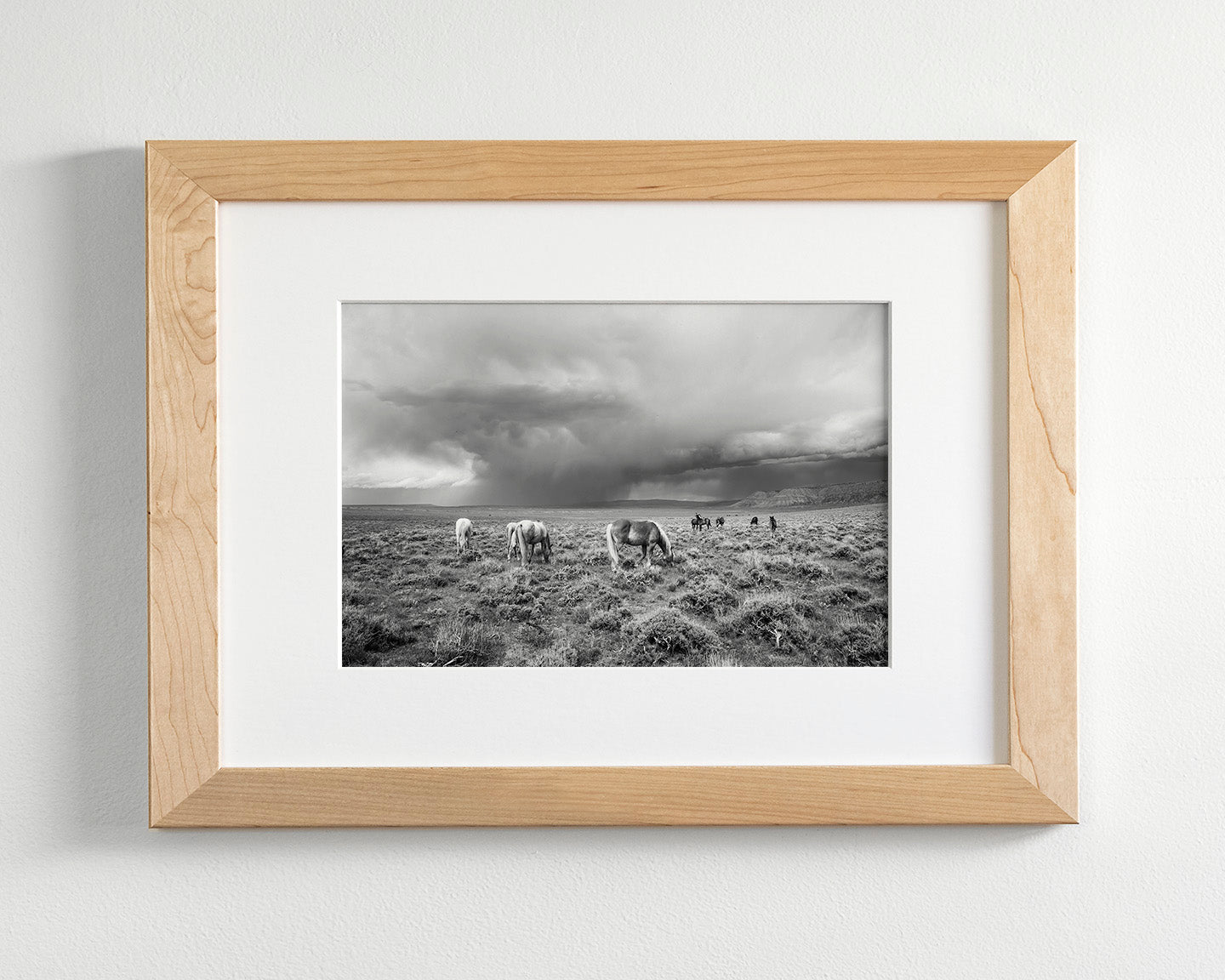 Grazing Before The Storm, Black and White Wild Horses