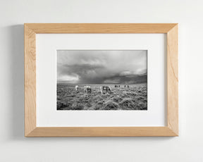 Grazing Before The Storm, Black and White Wild Horses