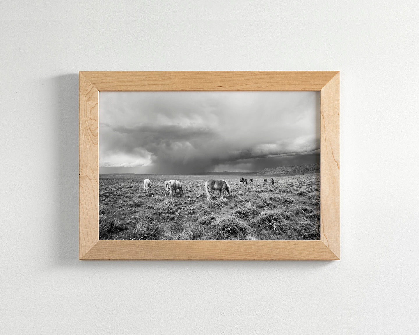 Grazing Before The Storm, Black and White Wild Horses