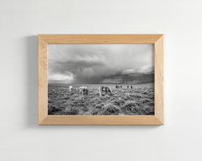 Grazing Before The Storm, Black and White Wild Horses