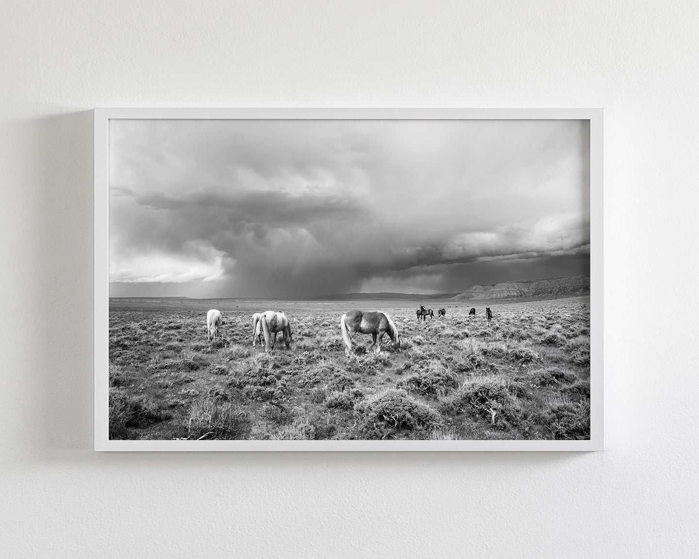 Grazing Before The Storm, Black and White Wild Horses