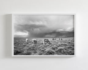 Grazing Before The Storm, Black and White Wild Horses