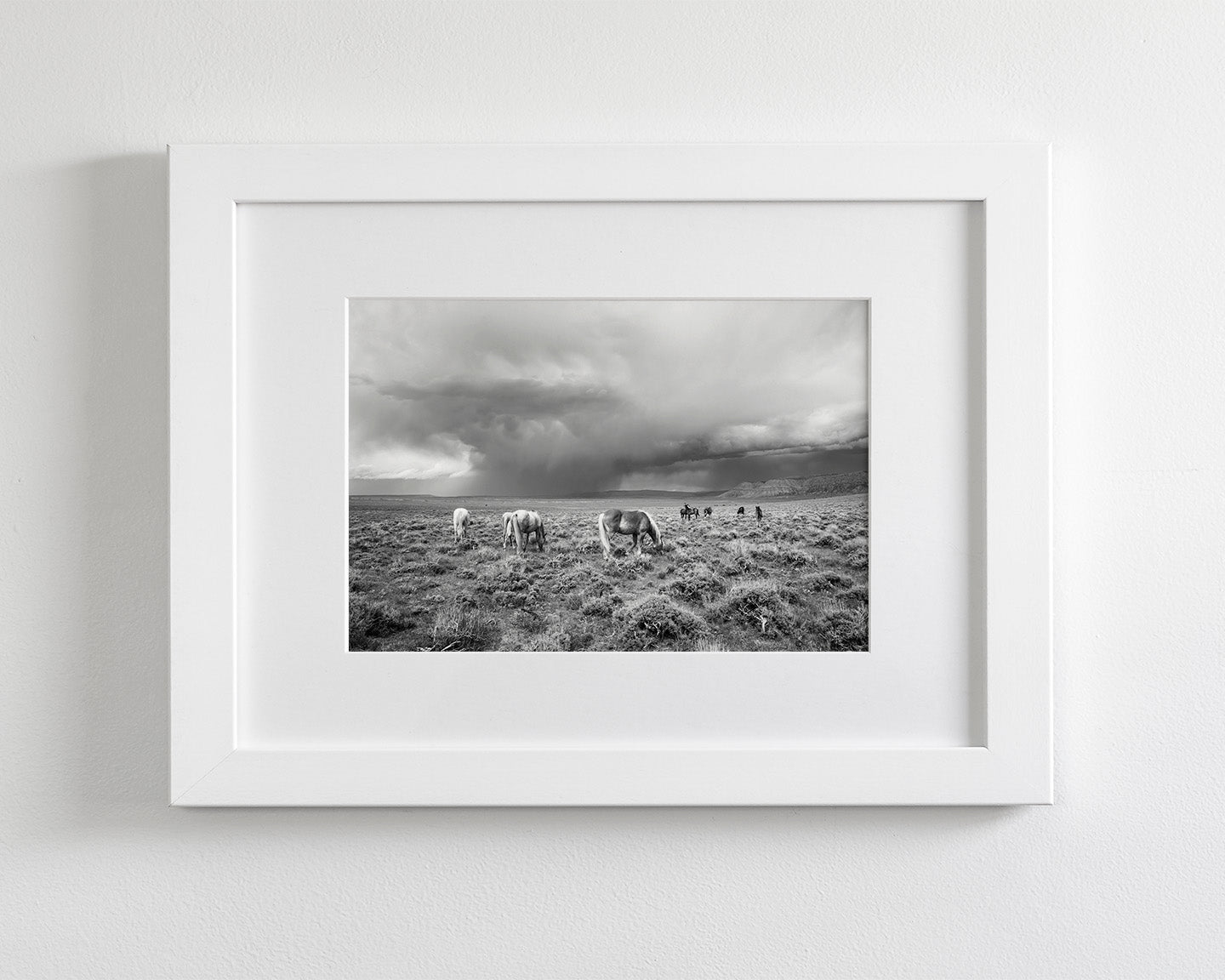 Grazing Before The Storm, Black and White Wild Horses