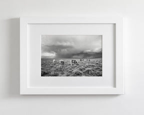 Grazing Before The Storm, Black and White Wild Horses