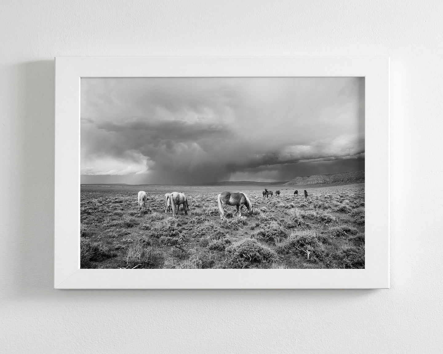 Grazing Before The Storm, Black and White Wild Horses