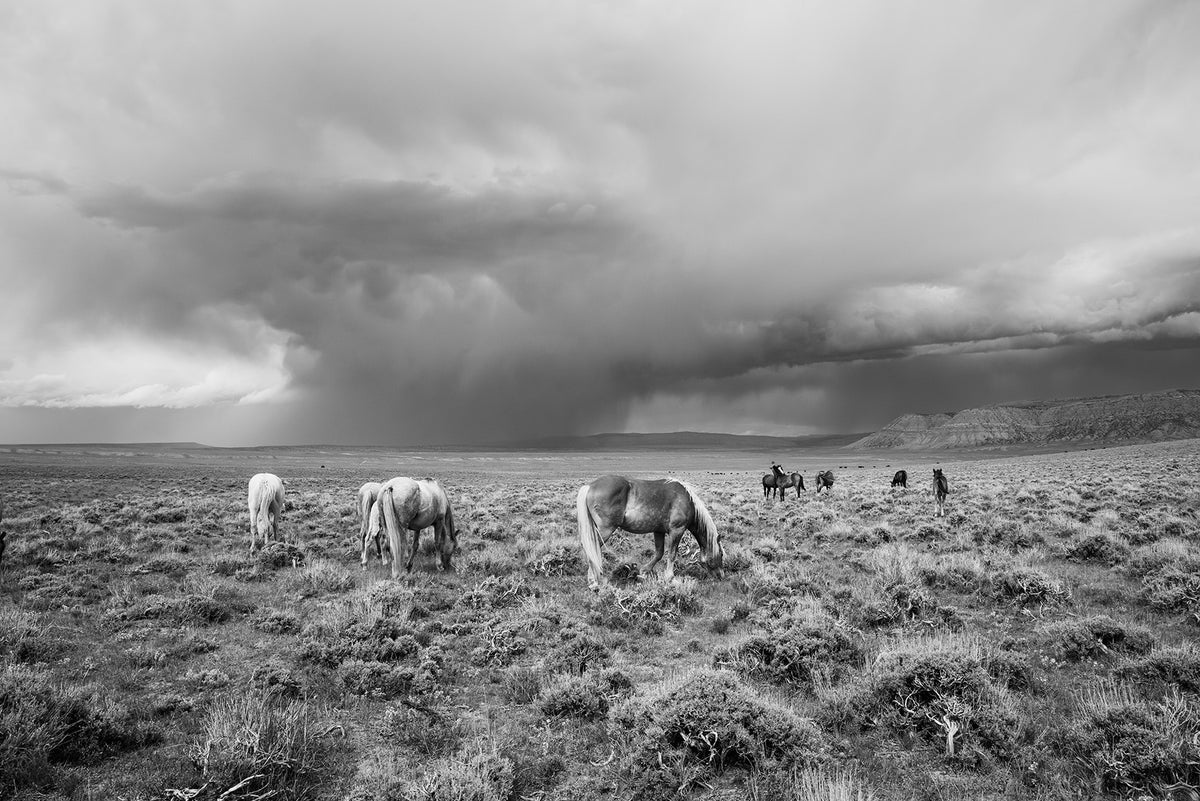 Grazing Before The Storm, Black and White Wild Horses