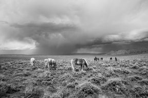 Grazing Before The Storm, Black and White Wild Horses