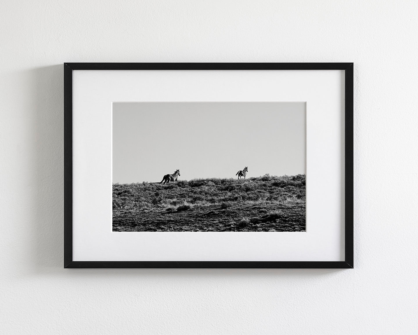 Two Wild Horses in Black and White