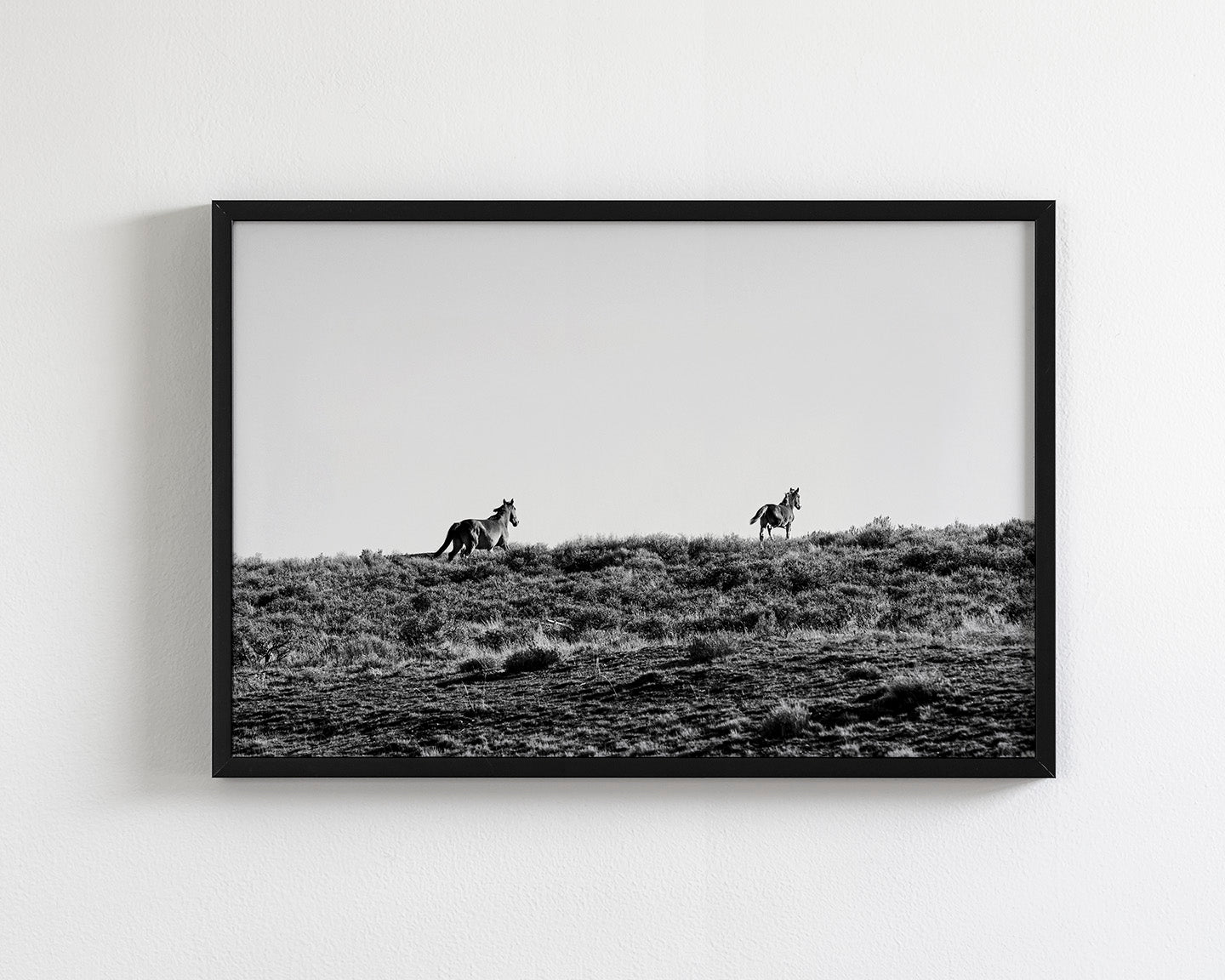 Two Wild Horses in Black and White