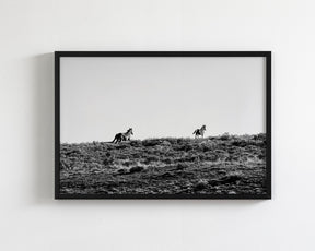 Two Wild Horses in Black and White