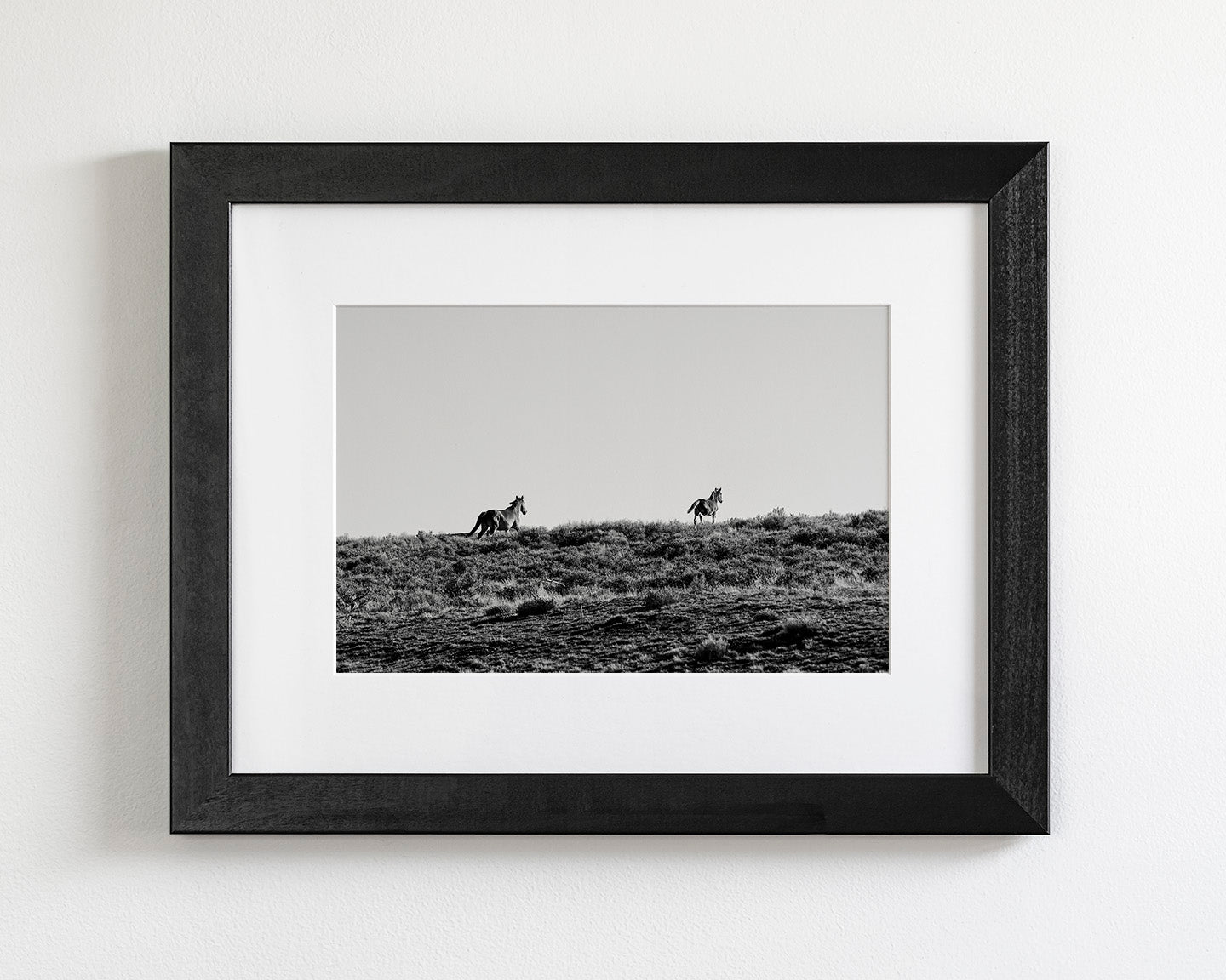 Two Wild Horses in Black and White