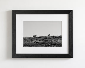Two Wild Horses in Black and White