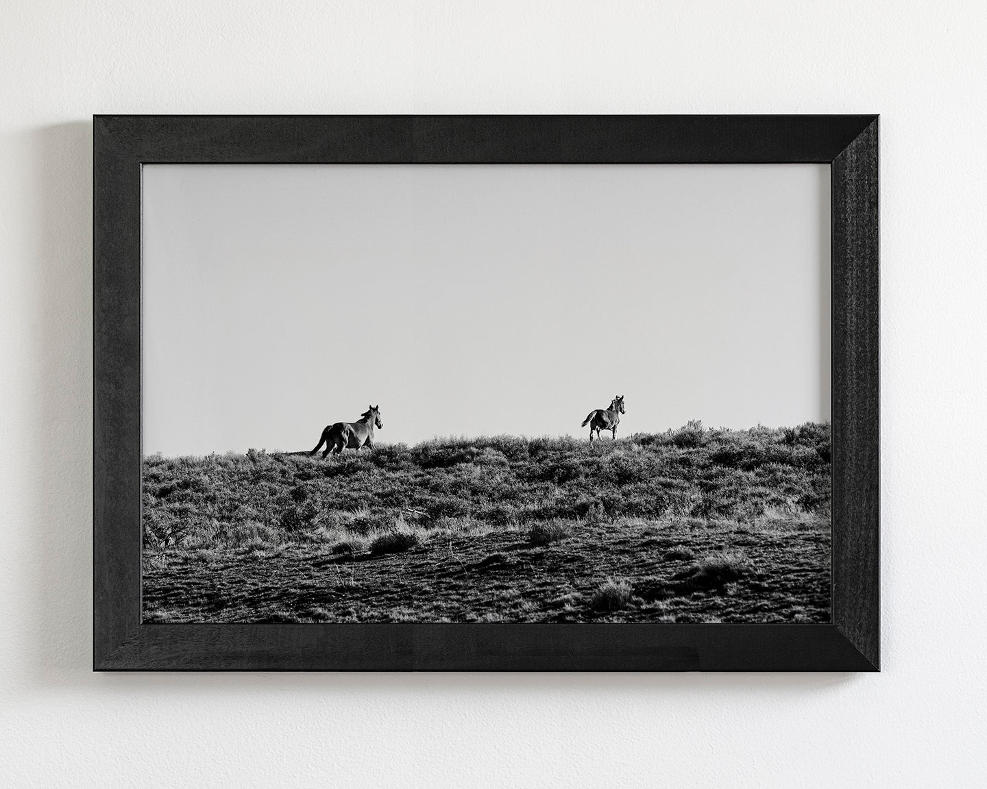 Two Wild Horses in Black and White