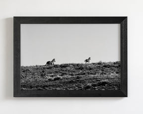 Two Wild Horses in Black and White