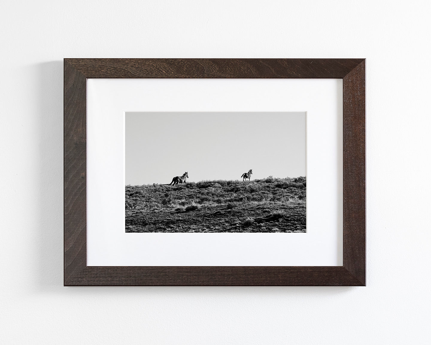 Two Wild Horses in Black and White