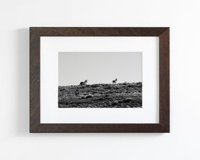 Two Wild Horses in Black and White