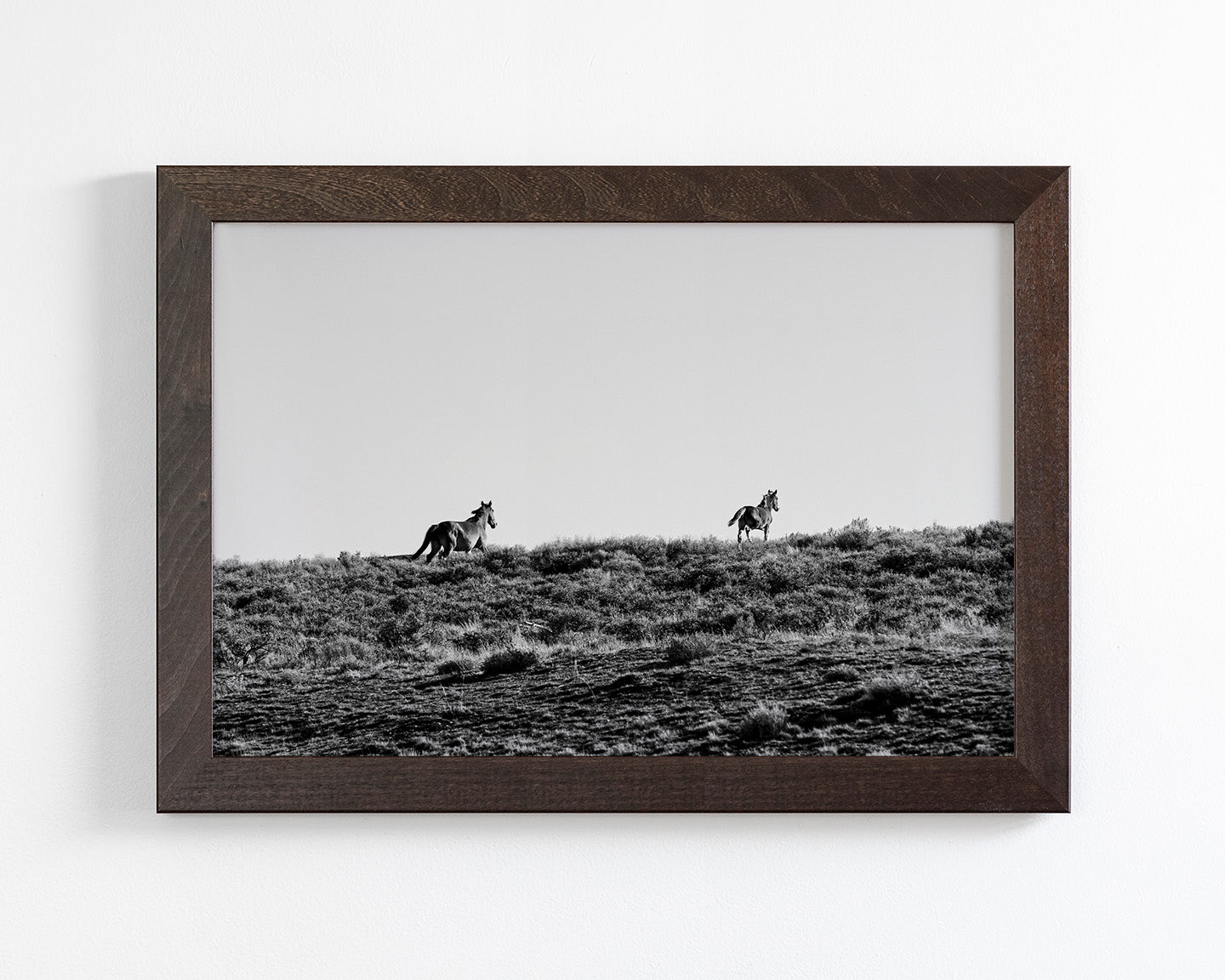Two Wild Horses in Black and White