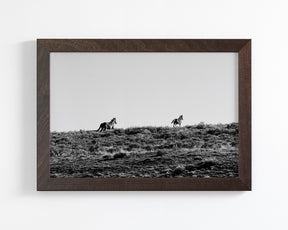 Two Wild Horses in Black and White