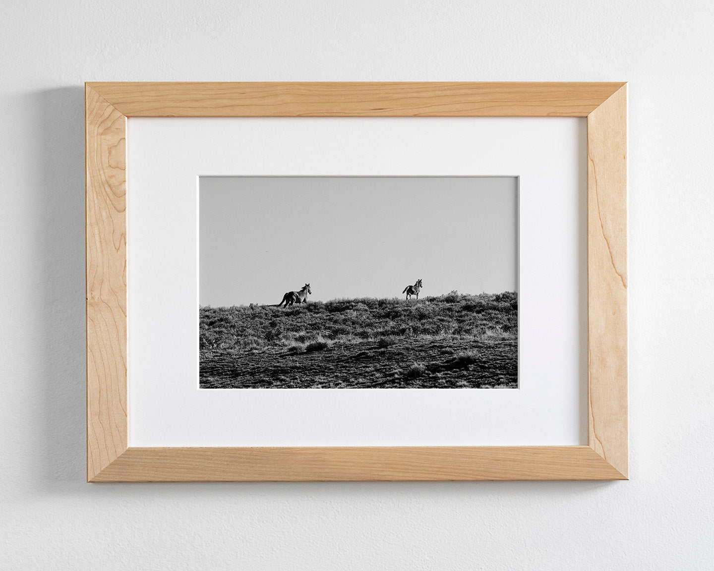 Two Wild Horses in Black and White