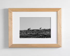 Two Wild Horses in Black and White