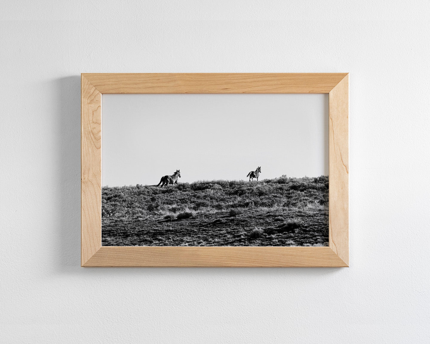 Two Wild Horses in Black and White