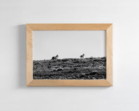 Two Wild Horses in Black and White