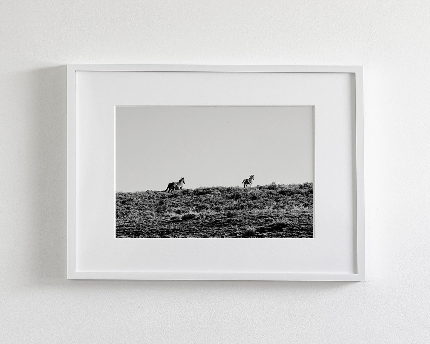 Two Wild Horses in Black and White
