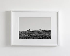 Two Wild Horses in Black and White