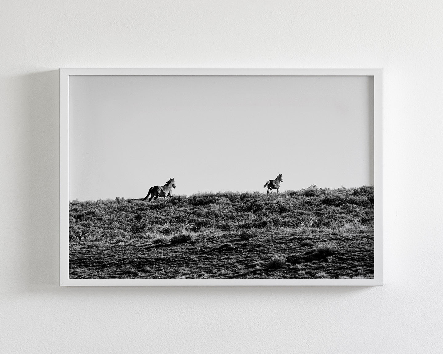 Two Wild Horses in Black and White