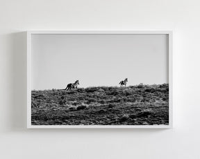 Two Wild Horses in Black and White