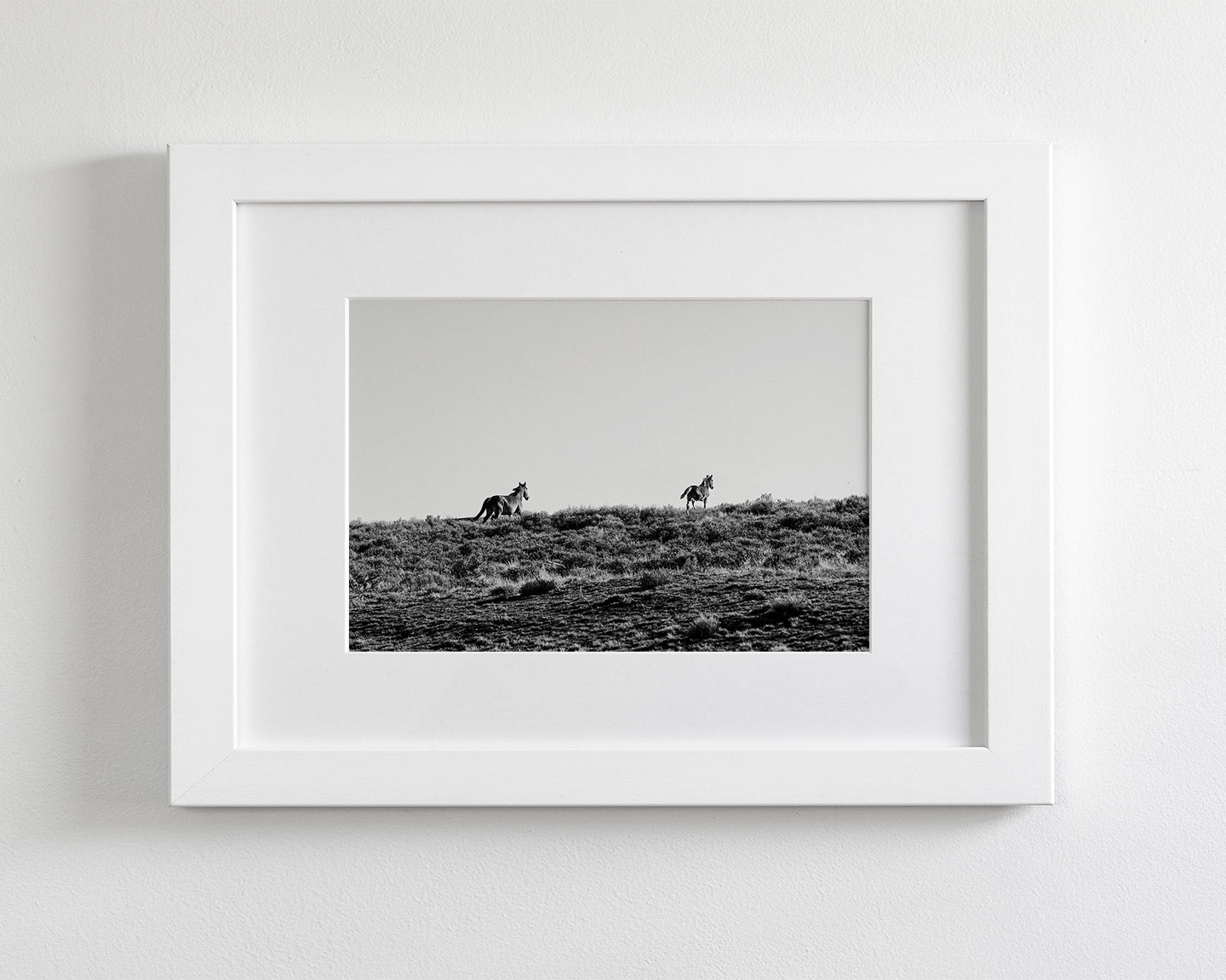 Two Wild Horses in Black and White