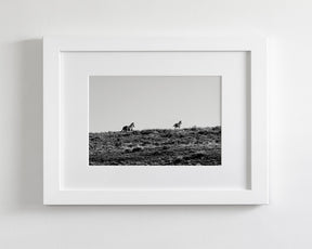 Two Wild Horses in Black and White