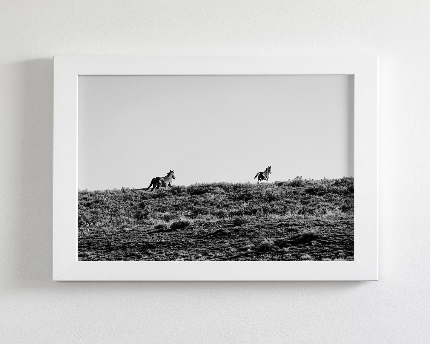Two Wild Horses in Black and White