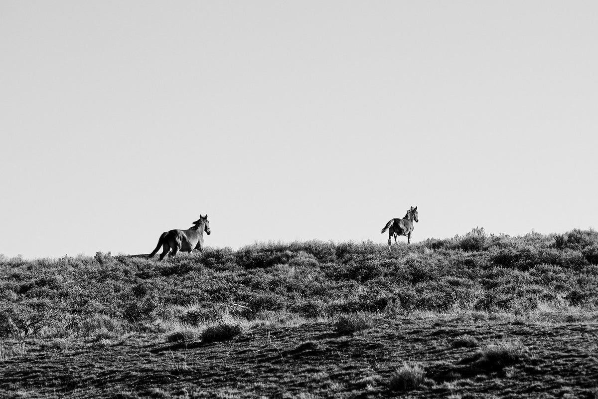 Two Wild Horses in Black and White