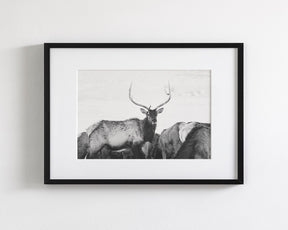 Winter Elk